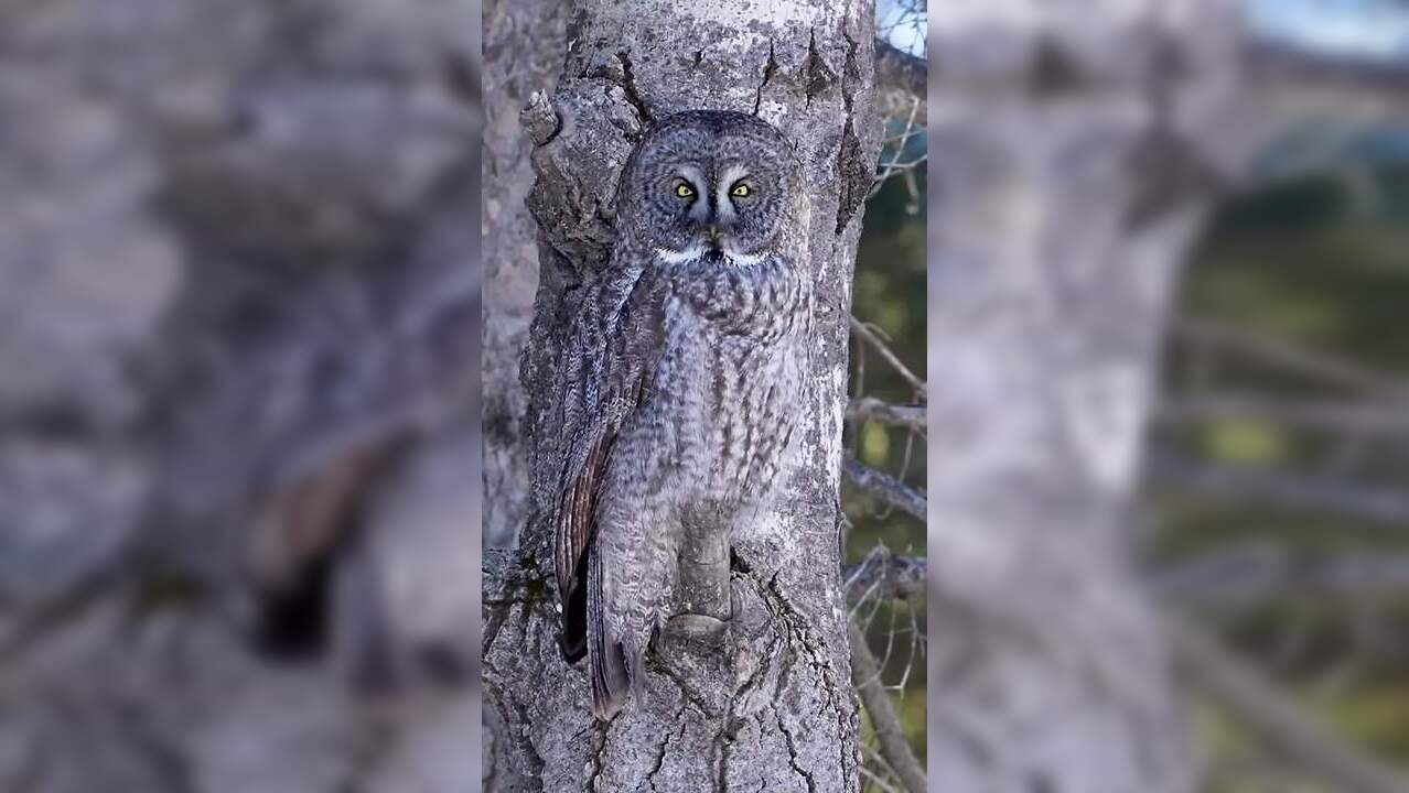 Viral Video: This 'Tree With Eyes' Is Actually A Camouflaging Owl ...