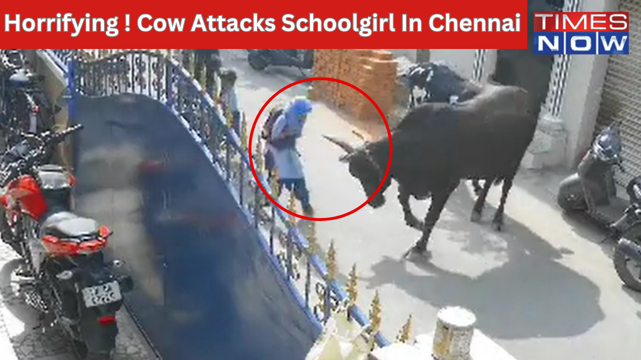 Horrifying ! Cow Attacks School Girl In Chennai