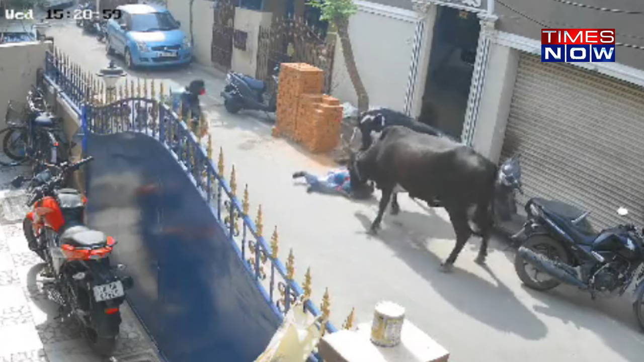 chennai cow