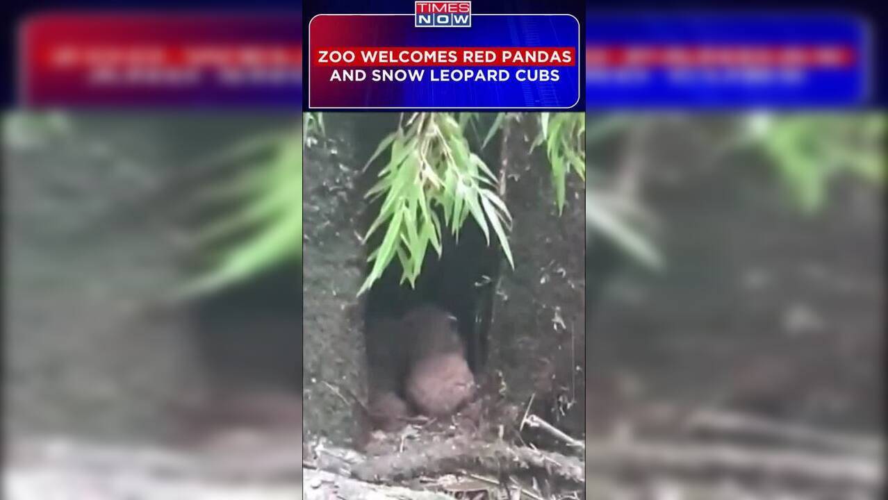 Cubs Of Newly Born Red Pandas and Snow Leopard In Darjeeling Zoo