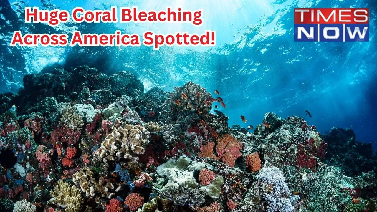 Coral Bleaching Across America