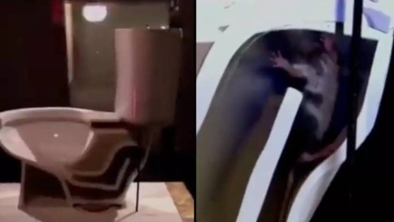 Viral Video Showing How Easily Rats Can Climb Up Toilets Horrifies