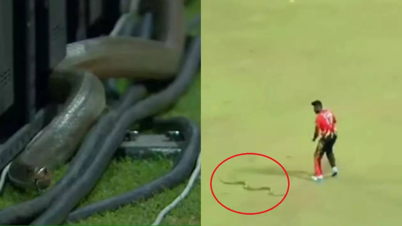 Snake halts play during Sri Lanka cricket match