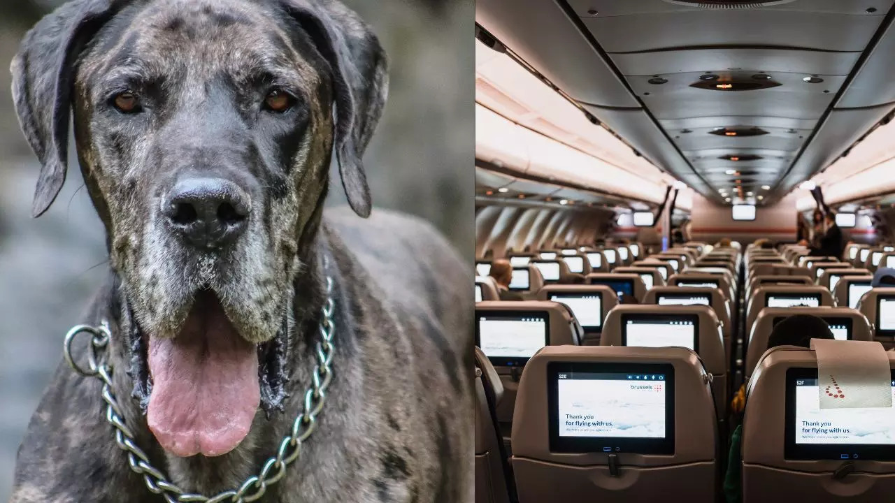 US-Man-Great-Dane-Flight-Viral