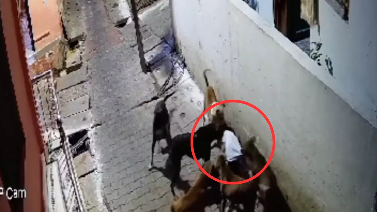 Jhansi Dog Attack Video CCTV Captures Moment 5 Stray Dogs Attacked Boy