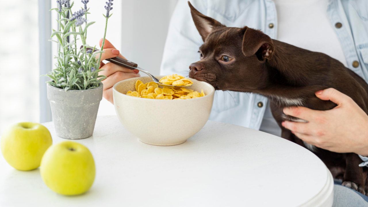 Know the essential nutrition tips to keep your pets happy and healthy. Pic Credit: Freepik