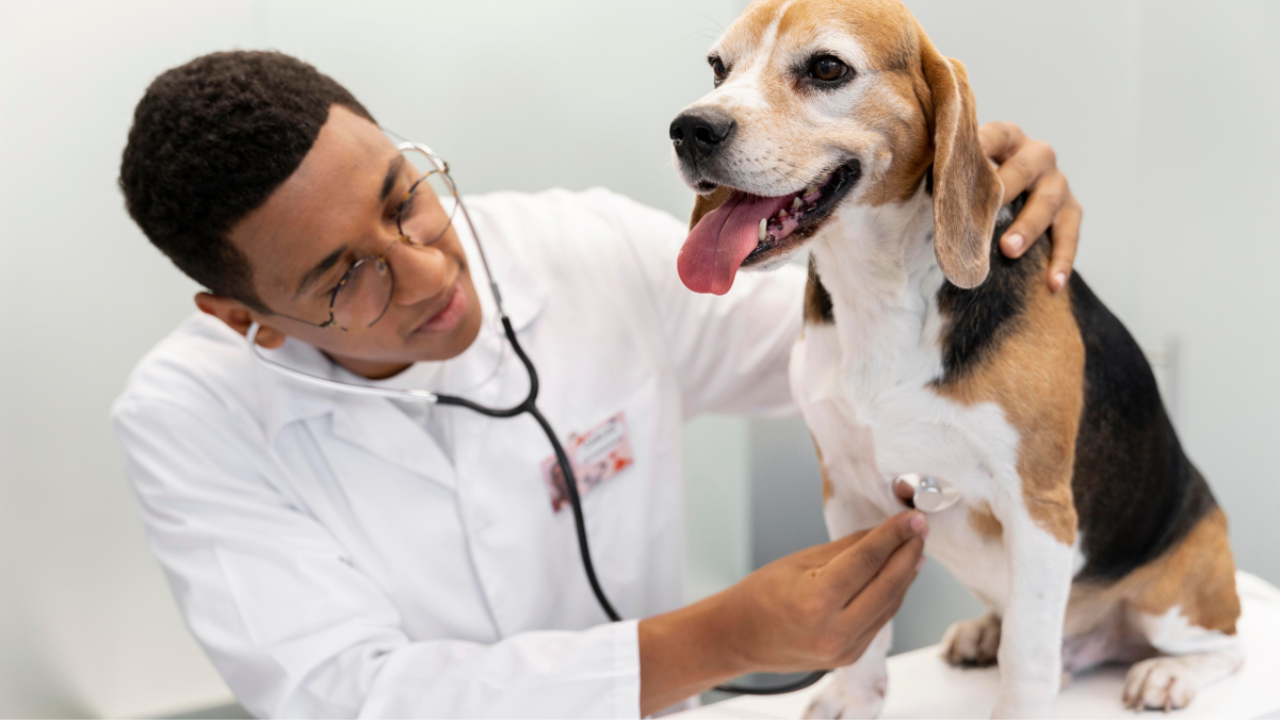 Know the importance of having regular Vet check-ups for your furry friend. Pic Credit: Freepik