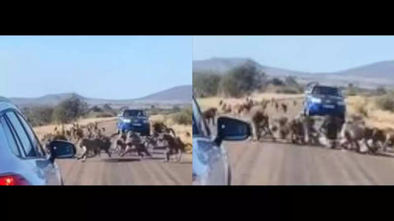 Viral Video Leopard Getting Attacked By 50 Baboons Shocks Internet Watch Viral News Times Now 