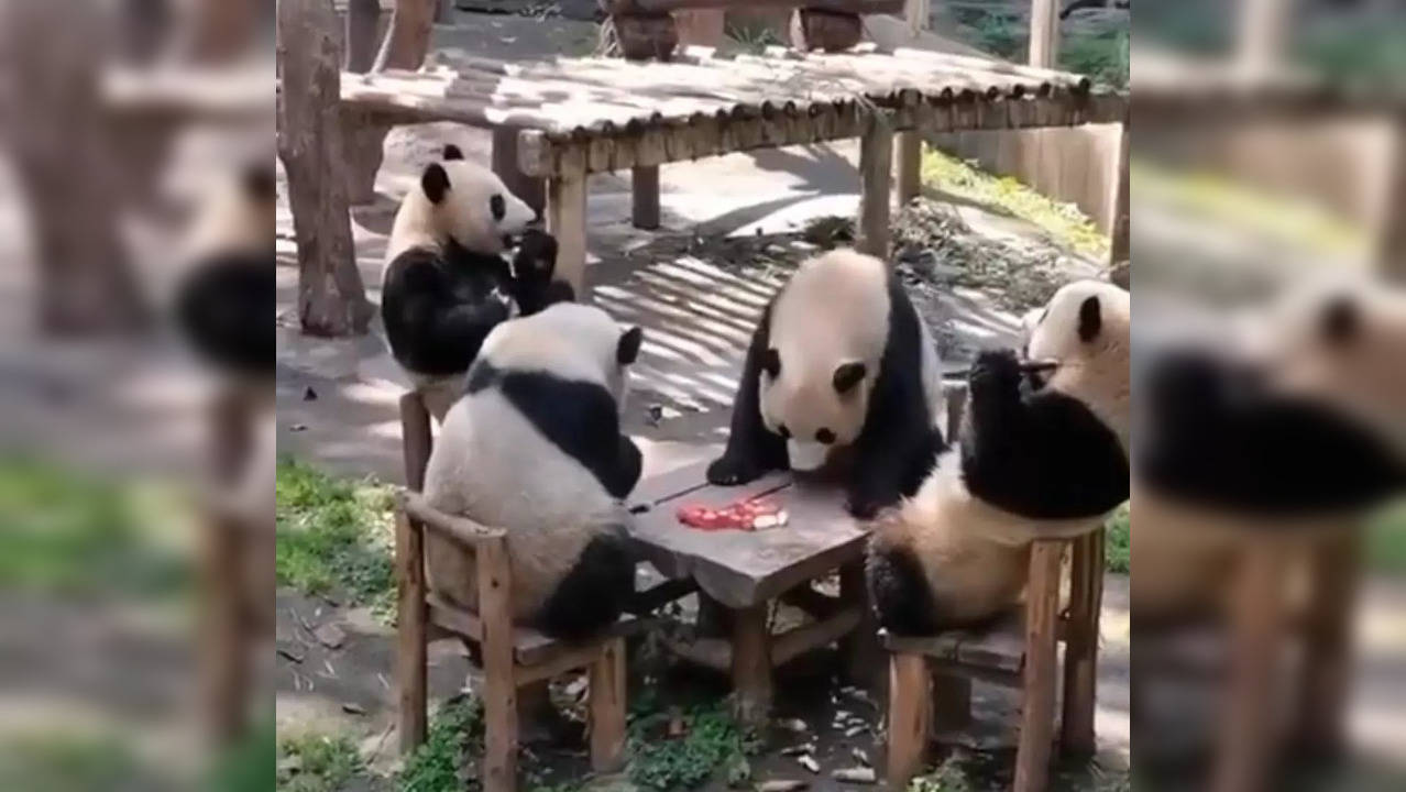 The video that's currently sweeping the internet showcases an encounter between four pandas, capturing their ecstatic celebration as they reunite.