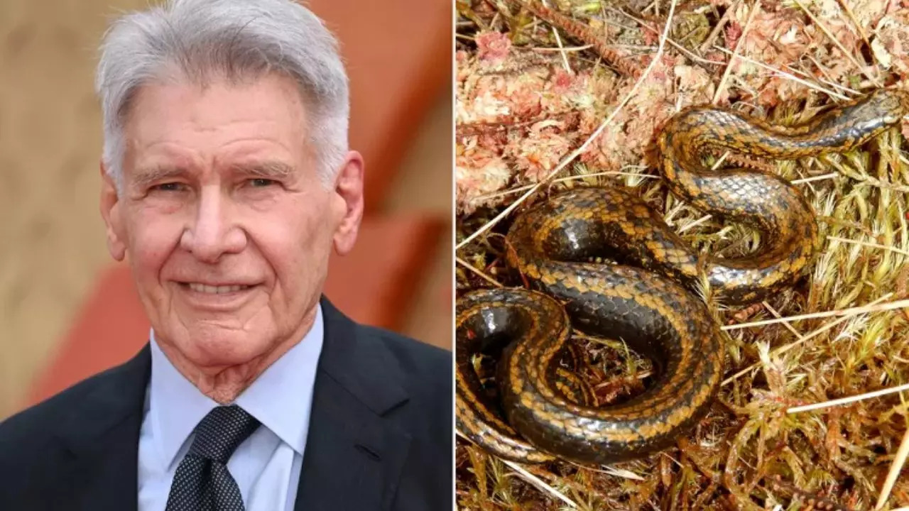 Snake named after Harrison Ford. (PHOTO: KARWAI TANG/WIREIMAGE; EDGAR LEHR/CONSERVATION INTERNATIONAL)