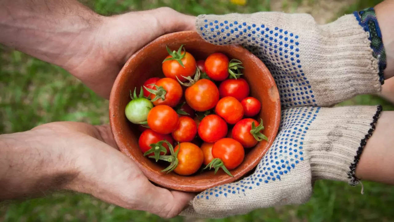 Easy To Grow Vegetables For Your Terrace Garden