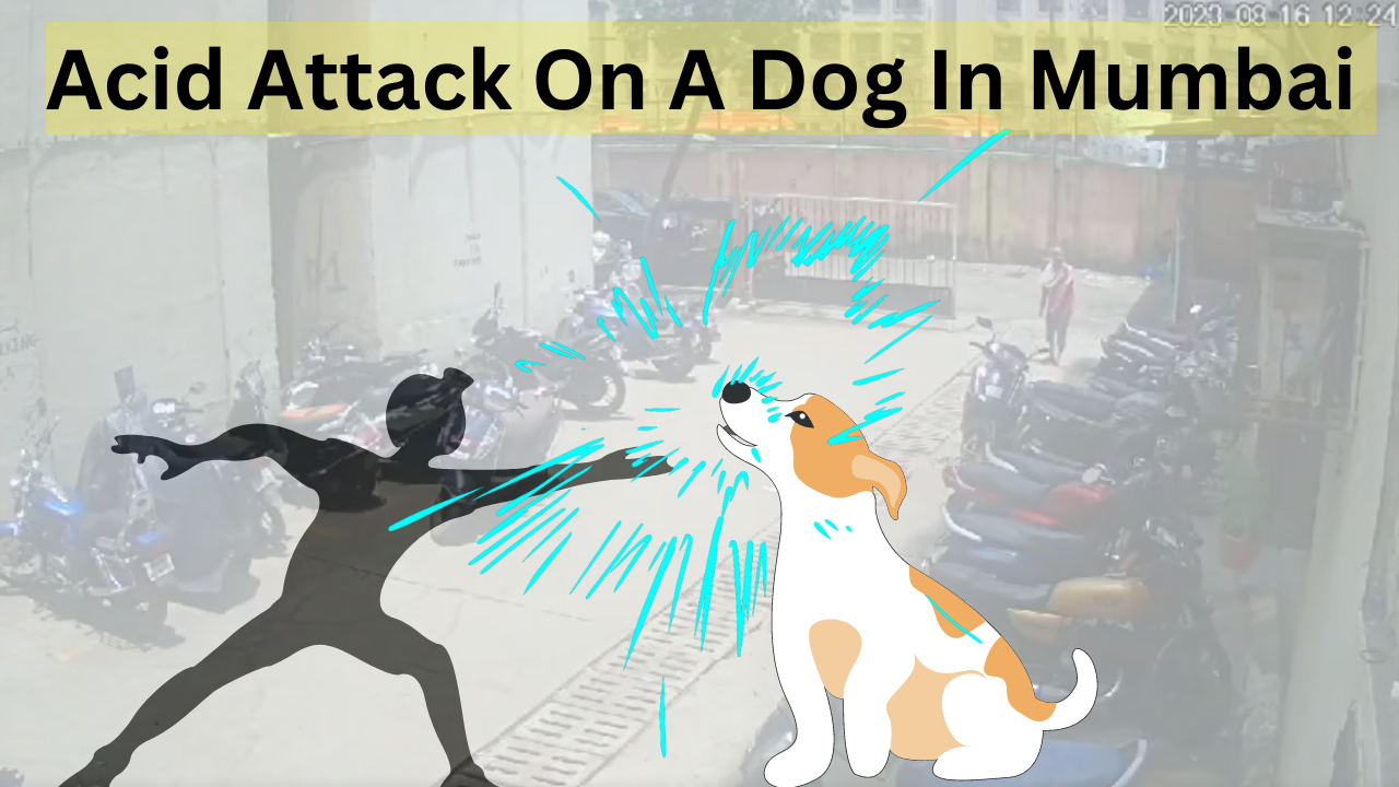 Dog Attacked With Acid In Mumbai