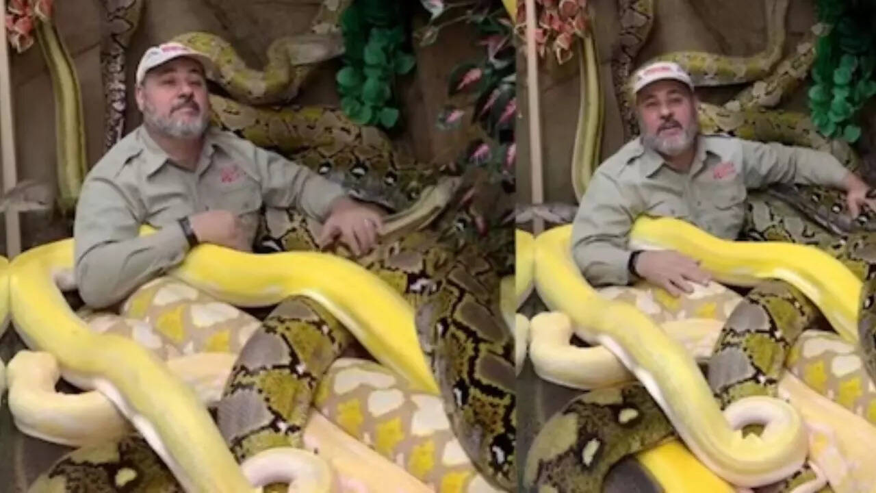 Man Chills With Dozens of Giant Pythons, Viral Video Leaves Netizens ...