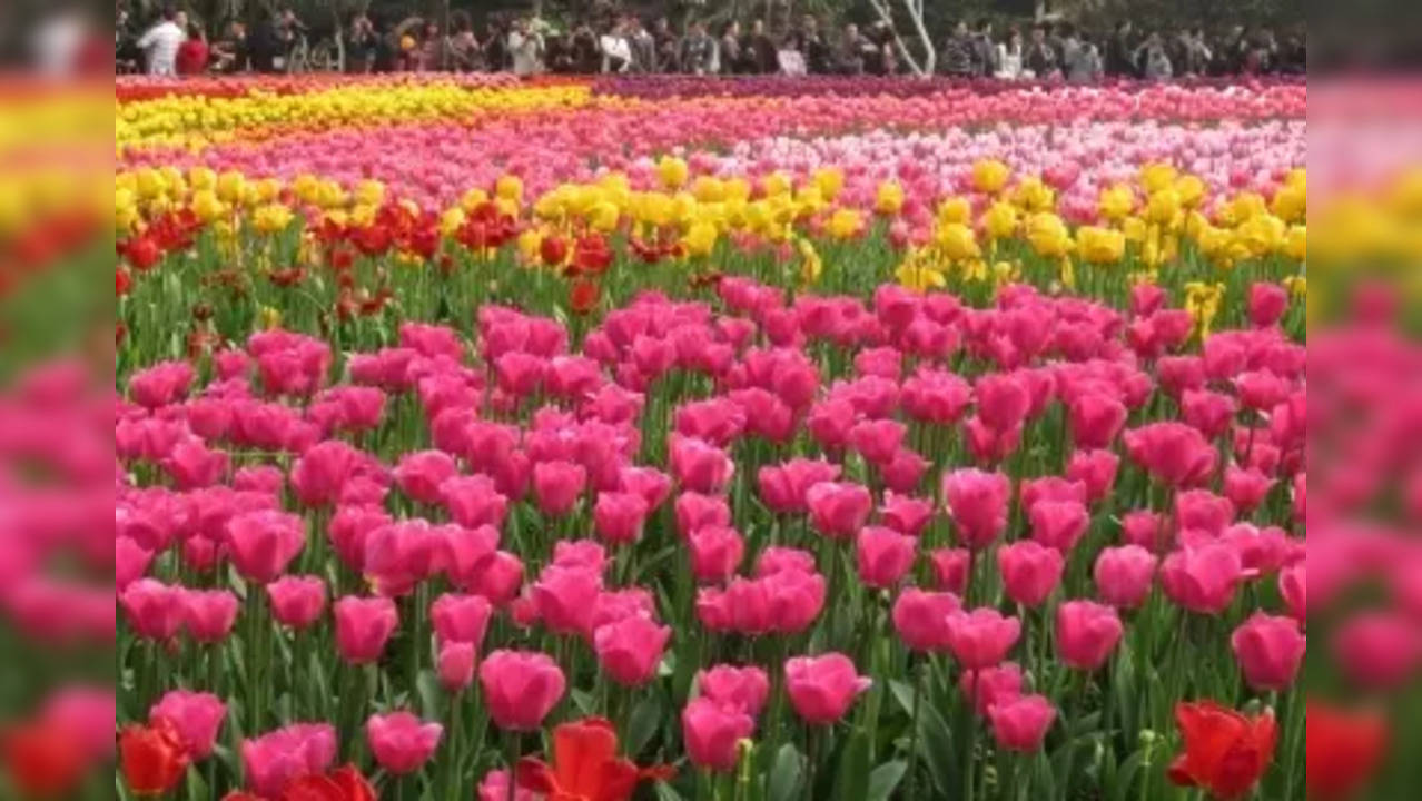 Tulip Garden in Srinagar Ranked as Asia's Largest by World Book of Records