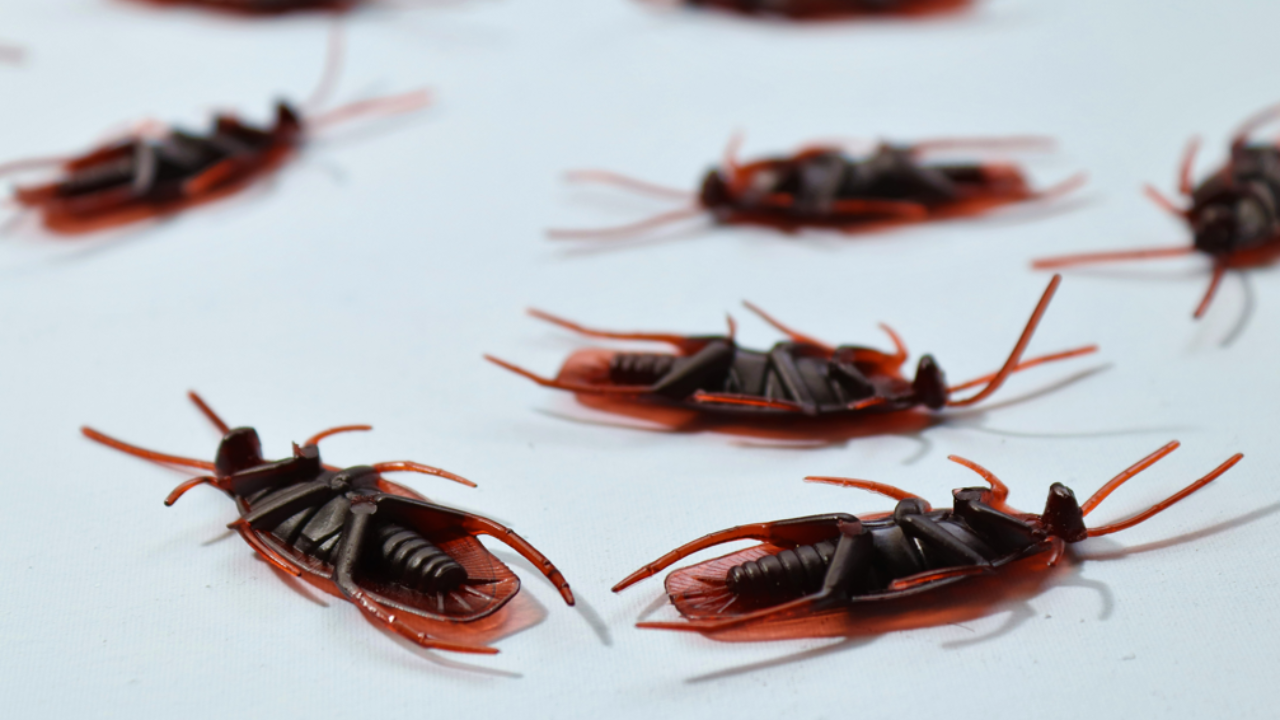 Home remedies to prevent a cockroach infestation. Pic Credit: Pexels