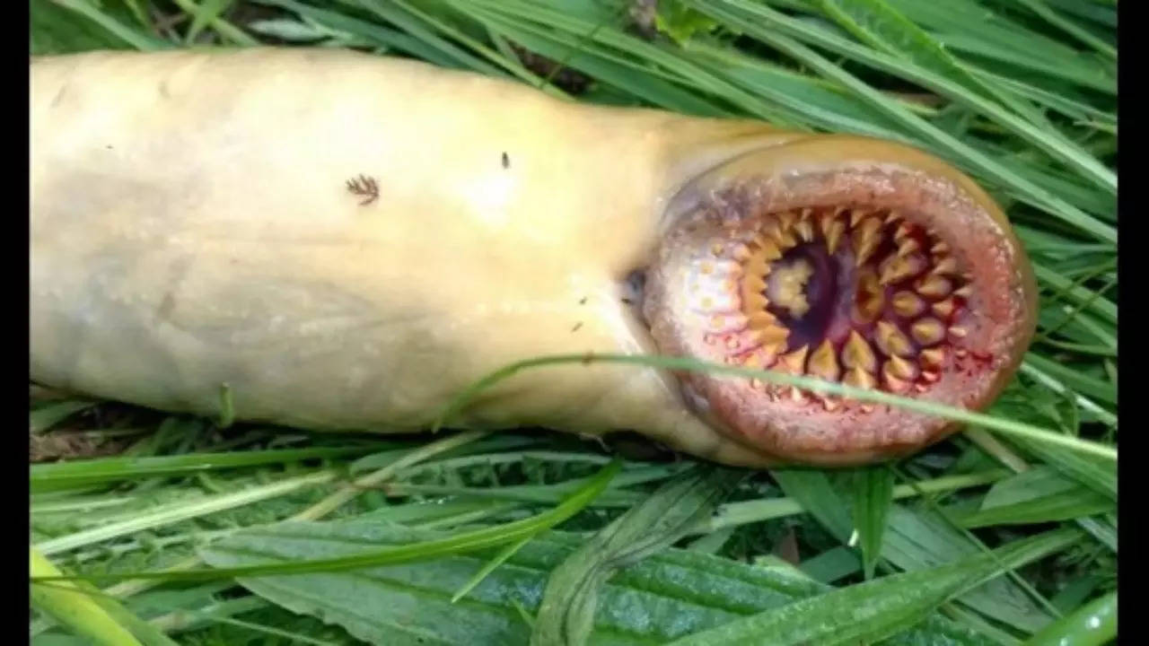 This creature is known as a sea lamprey. (Image Credit: Instagram/@coastal_foraging_with_craig)