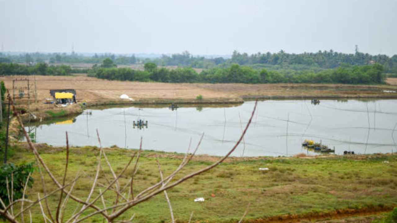 Bengaluru Water Crisis: Out Of 144, 50 Lakes Left with Less than 30 Per Cent Water Stock