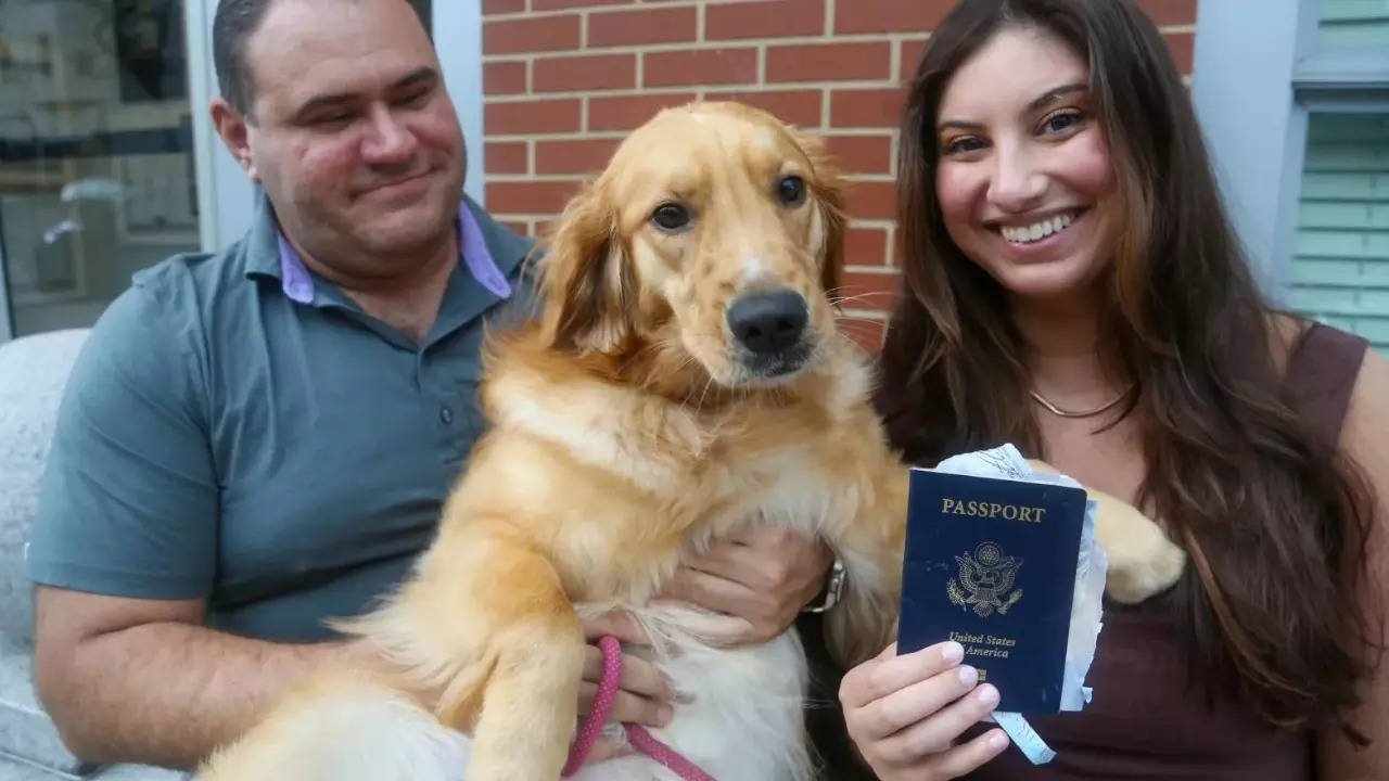 Chickie, the golden retriever, pictured with her owner's chewed-up passport ahead of his destination wedding in Italy.| Image courtesy: Boston Herald