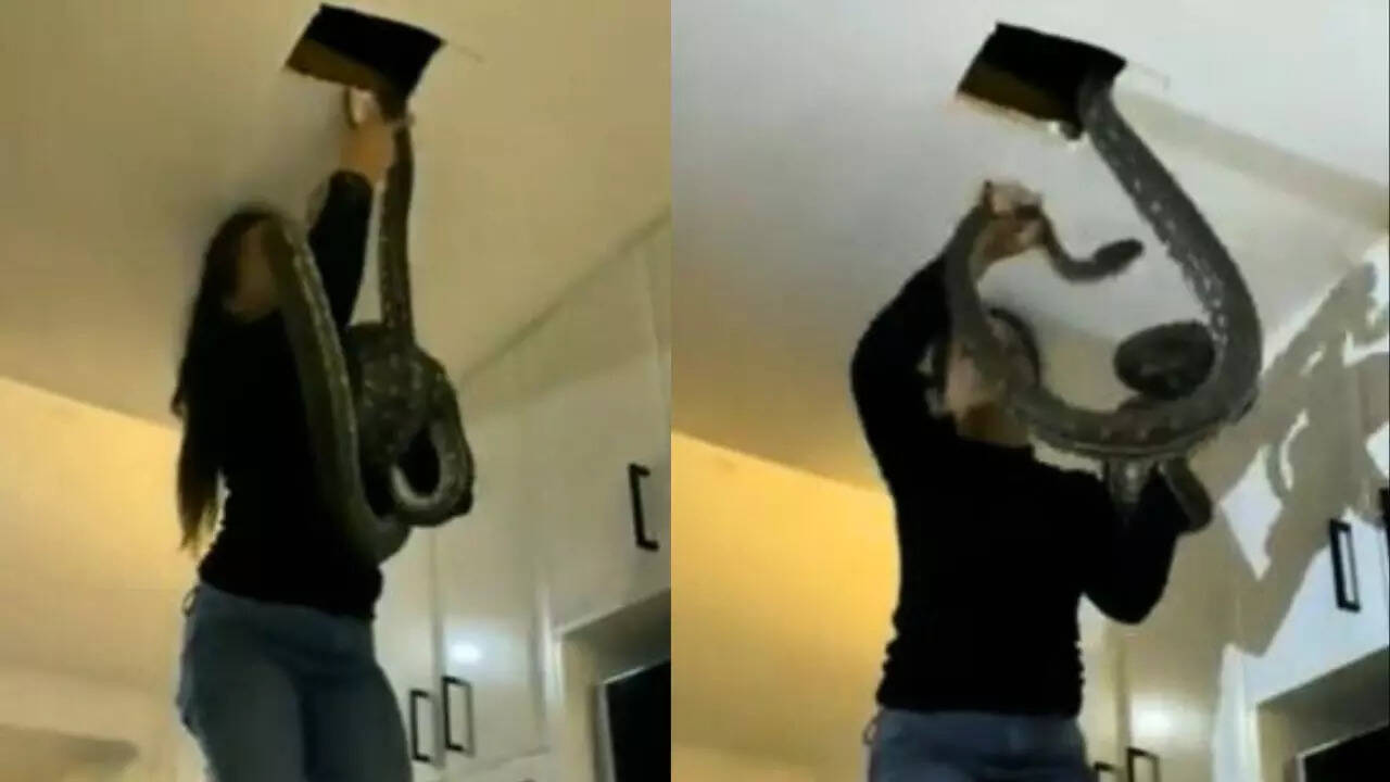 Viral Video: Woman Pulls Out Massive Pythons From Ceiling In Spine ...