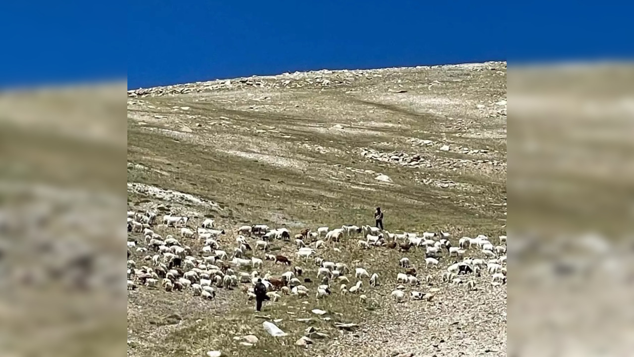 Amid Rahul Gandhi's 'Chinese Occupation' Cries; Eastern Ladakh Livestock Figures Continue To Rise