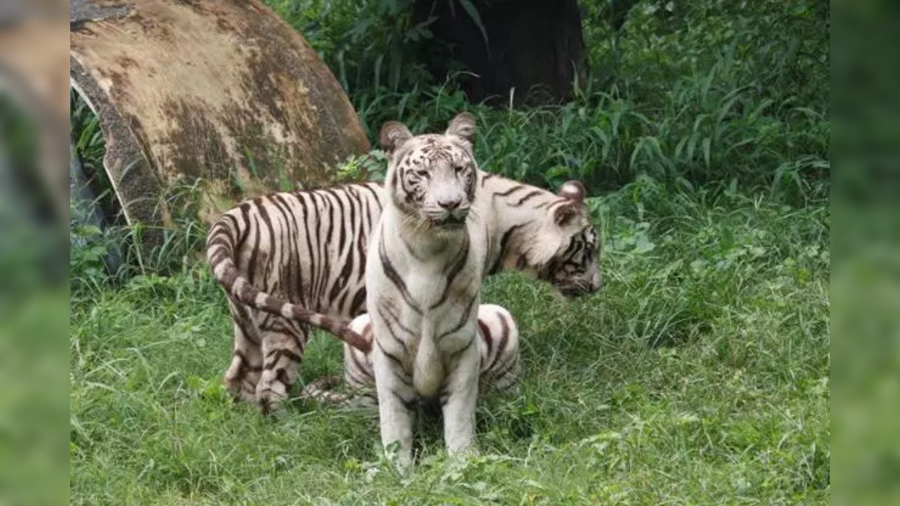 delhi zoo white tigers 2