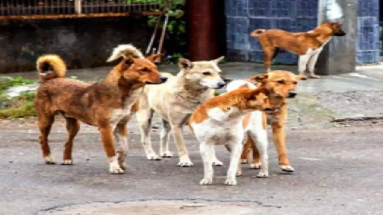 Peeved By Barking Dog, Labourer Attacks Elderly Man In Bengaluru