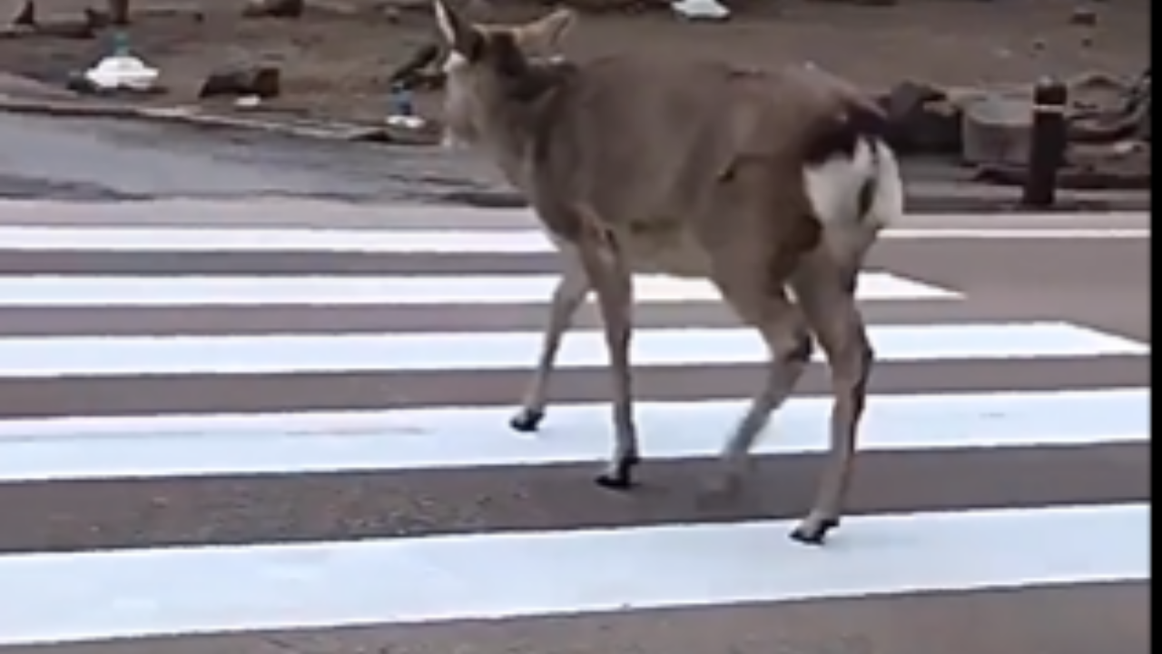 Viral video: A user wrote, 'Traffic-Savvy Deer.'