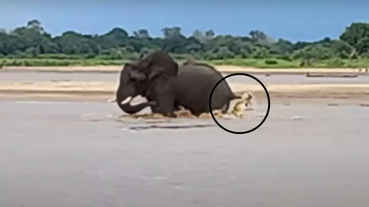 A crocodile biting an elephant's tail gets swung around in Luangwa River of Zambia. Courtesy: LatestSightings.com