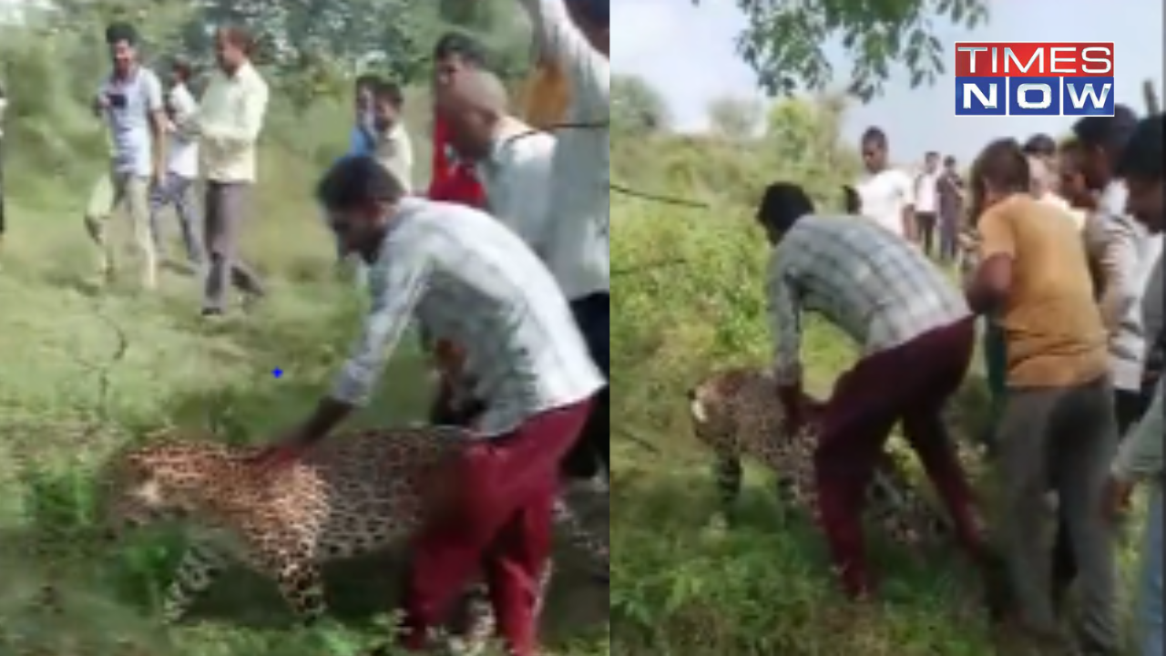 viral leopard video