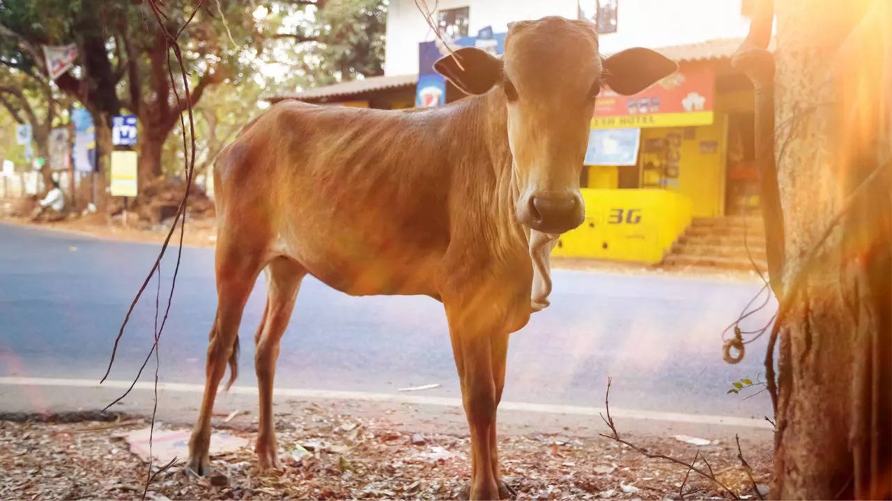 The civic body has introduced a standard operating procedure (SOP) to address the issue of stray cattle in the city.