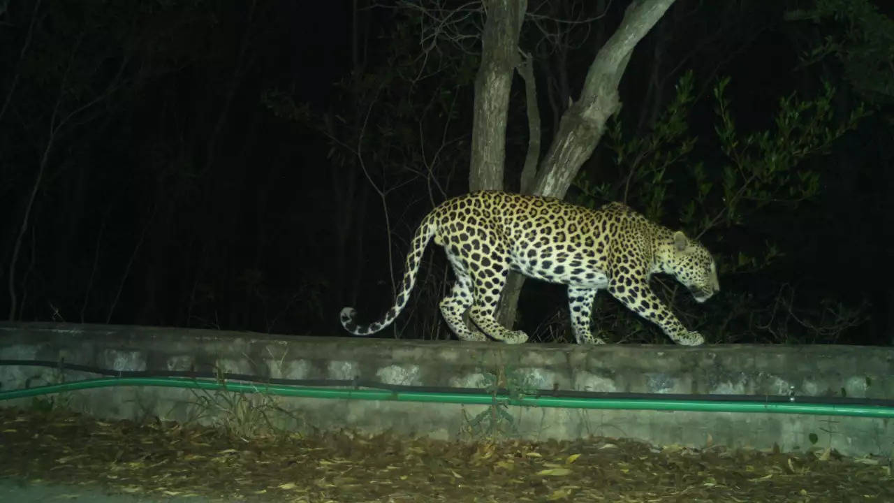 Leopard Takes Away 4-Year-Old Girl In Udhampur, Locals Find Mauled Body (Representative Image)