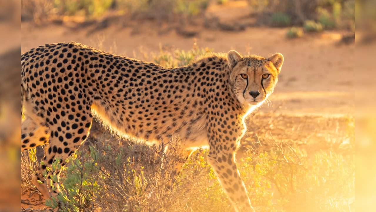 Kuno Cheetah Deaths: Namibia Envoy Says Fatalities Normal, Felines Adapting To New Environment