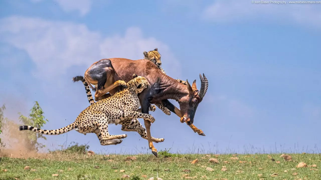 ​Two last surviving members of the Tana Bora cheetah coalition hunt a lone Topi in the Maasai Mara National Reserve. | Courtesy: Ivan Glaser/Latest Sightings