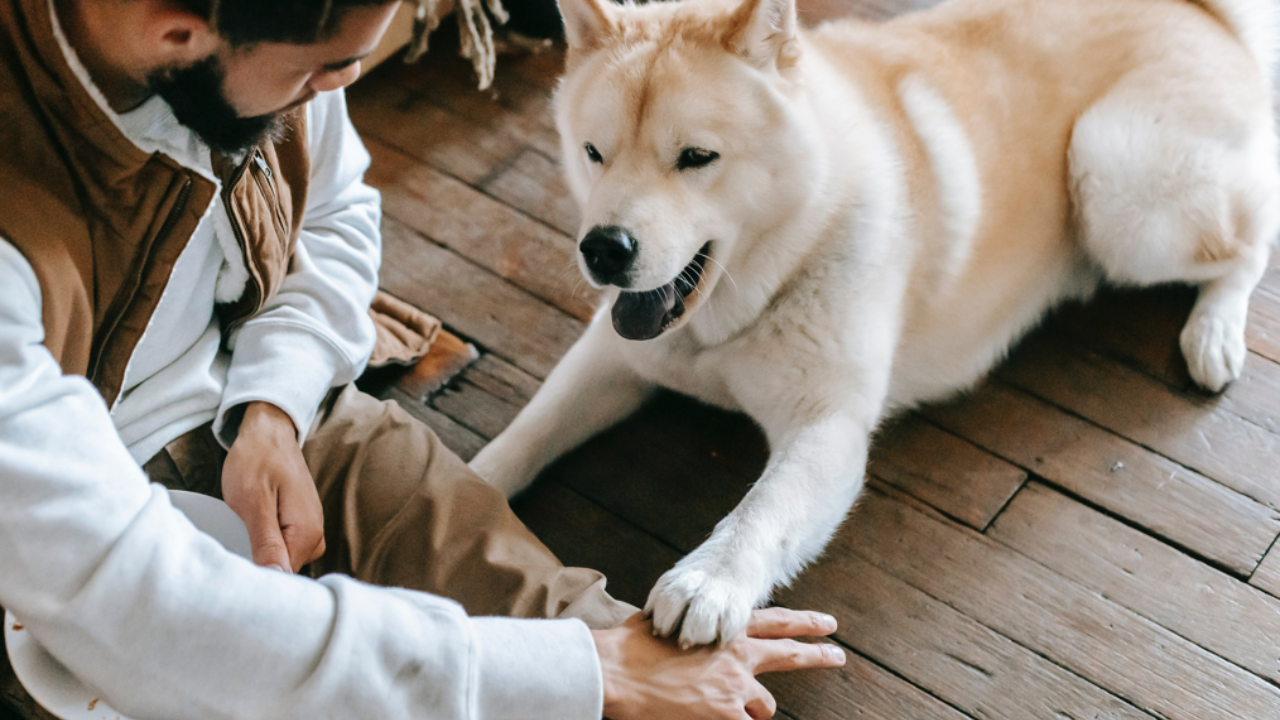 How To Pet A Dog (Properly)