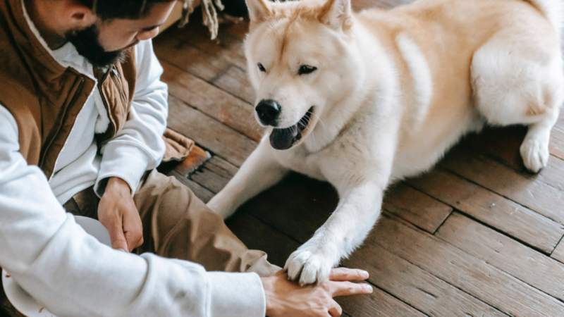 10 basic obedience tips to train your new pet(s) Pic Credit: Pexels