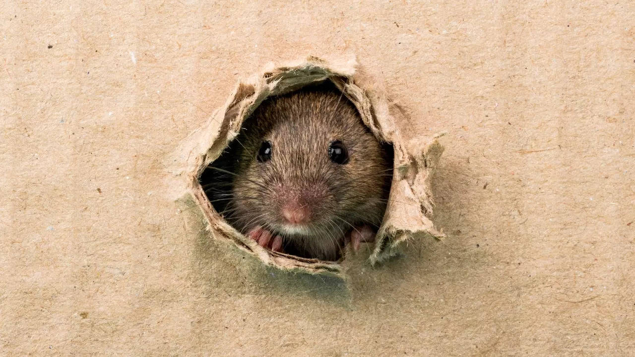 Travel agencies in New York City offer late-night 'rat tours' for visitors fascinated by these ubiquitous rodents. | Image credit: Canva Pro