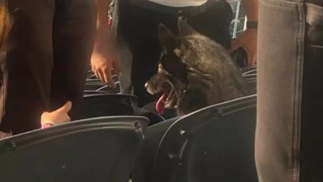 A German Shepherd attends a Metallica concert at SoFI stadium after sneaking out of her home in Inglewood, California. | Courtesy:  @metallica/X