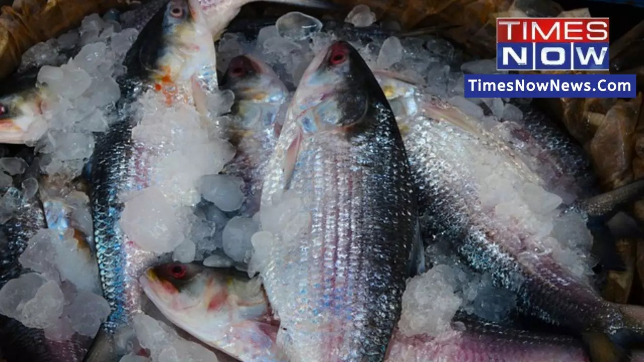 Hilsa fish