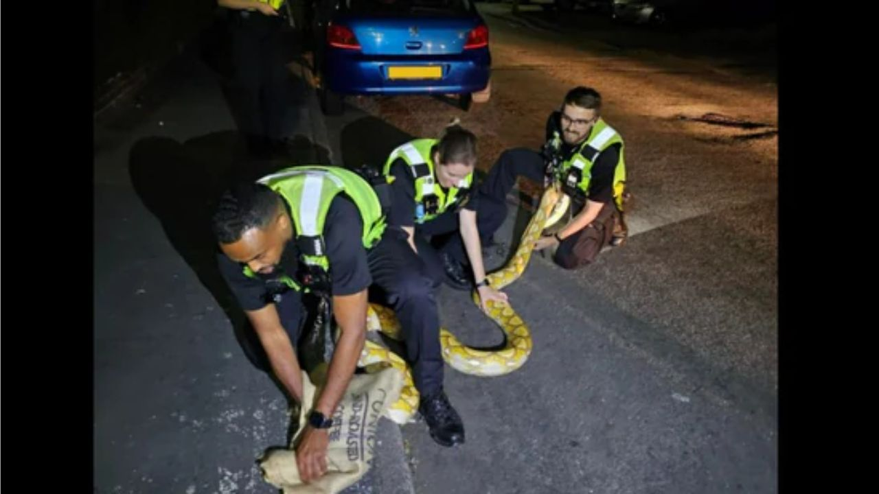 Huge 12-Foot Python Found Roaming UK Streets, Captured by Police