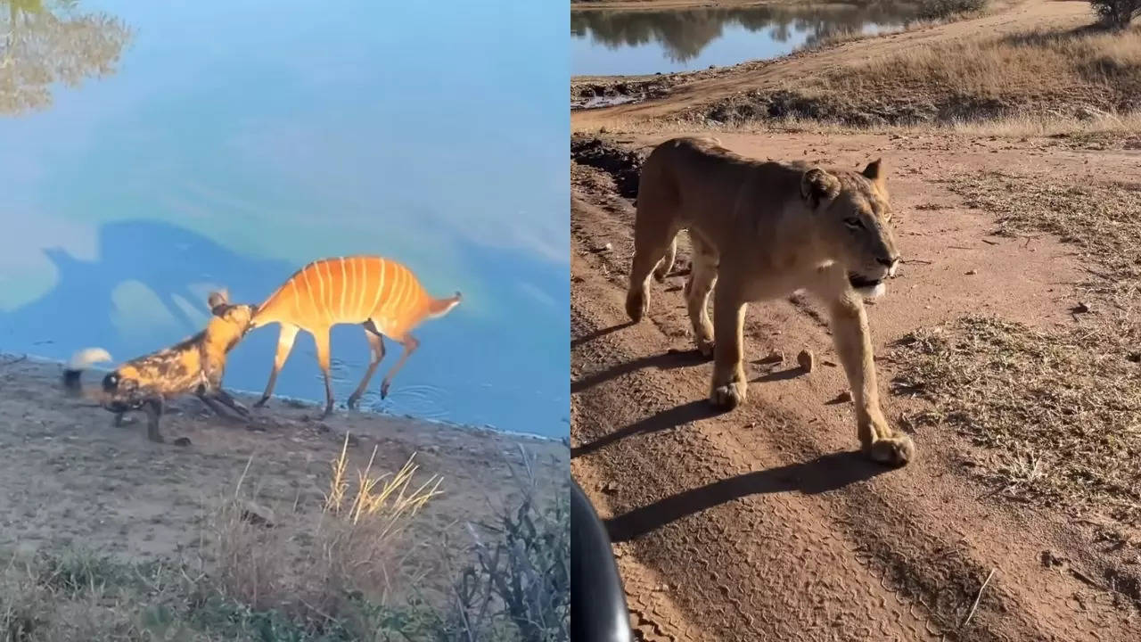 A lioness bursts onto the scene as a Nyala buck tries to escape predation by an African wild dog in Kruger National Park. | Image courtesy: Latest Sightings