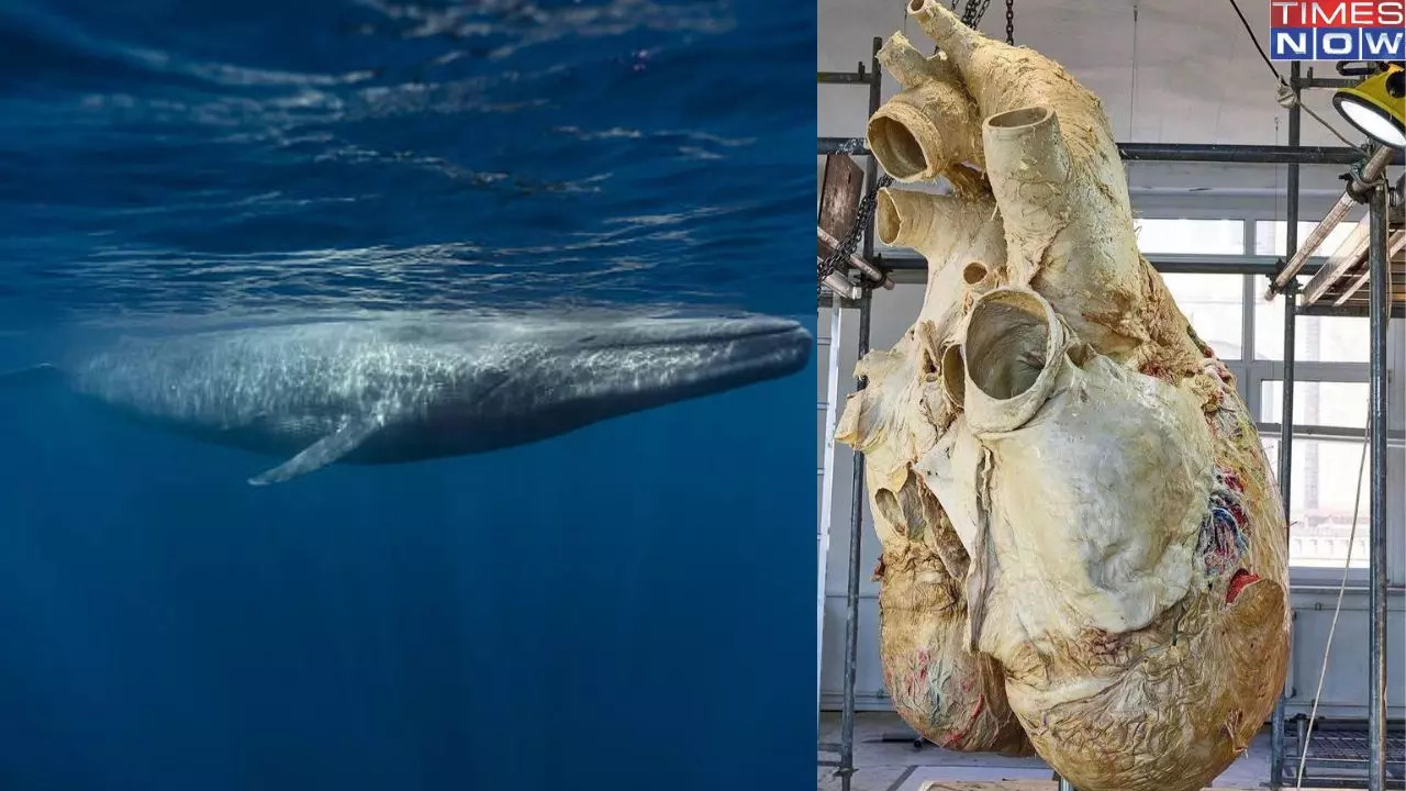 Did You Know? Weight Of A Blue Whale's Heart Is Roughly The Size Of A ...