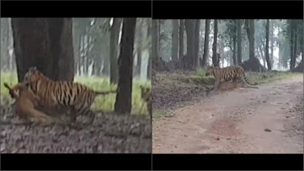 Tigers Spotted Hunting Deer in MP’s Kanha Tiger Reserve