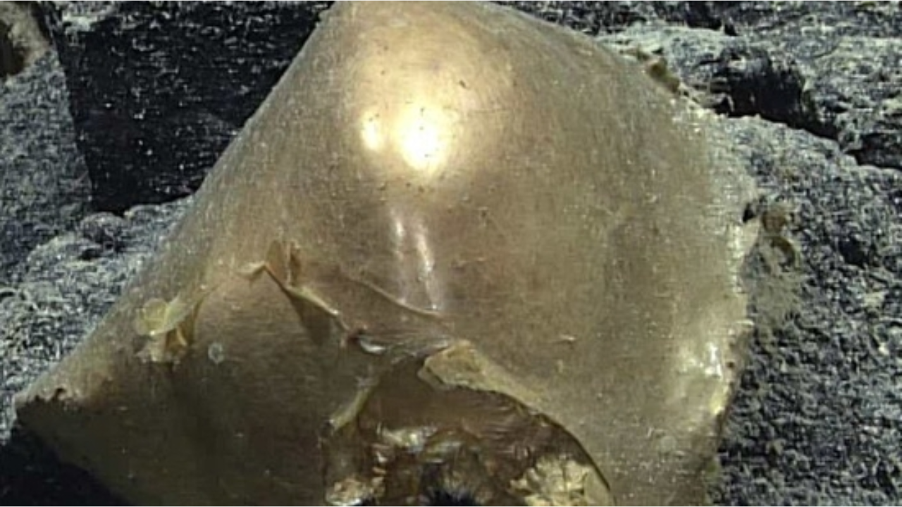 The still-unidentified 'golden egg' found on the seafloor. (Image: X/@oceanexplorer)