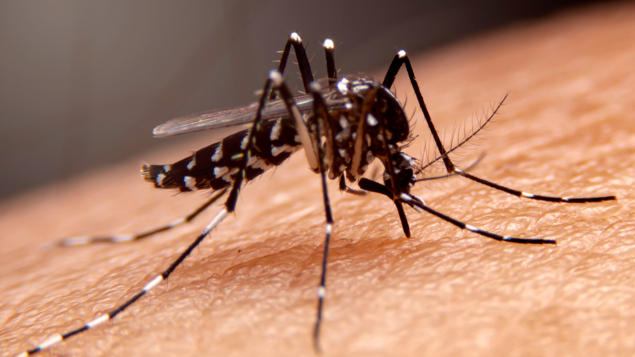 Jadhavpur University Student Dies Due to Dengue