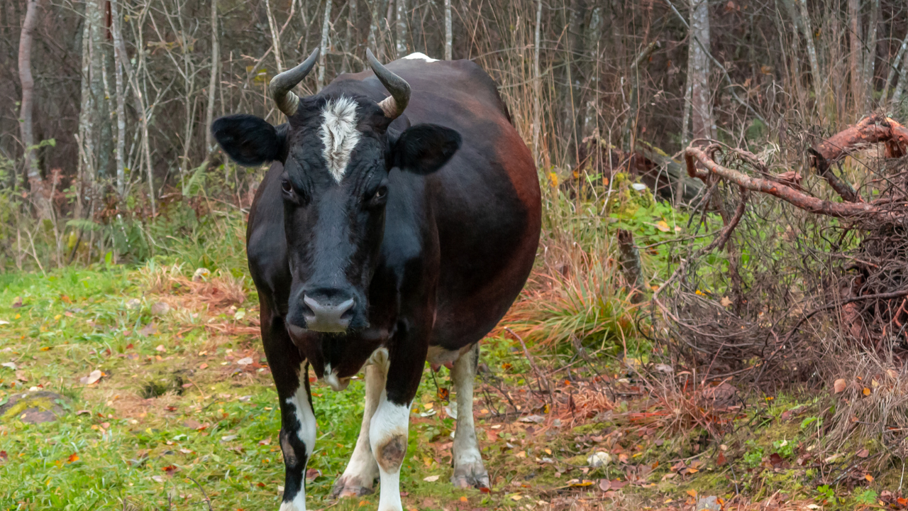 Stray Cow Named 'Prime Suspect' in Bike Accident in Gujarat