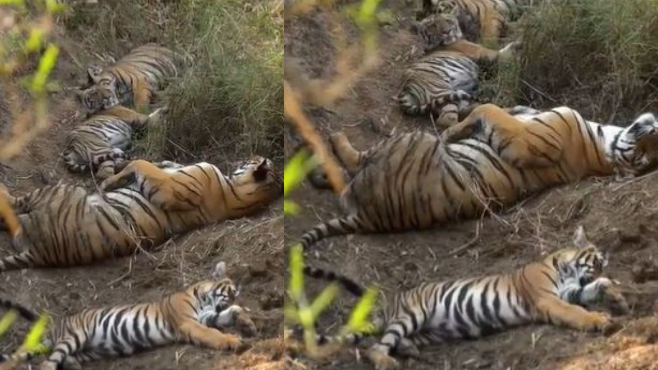 Tigers-Viral-Video-Ramesh-Pandey