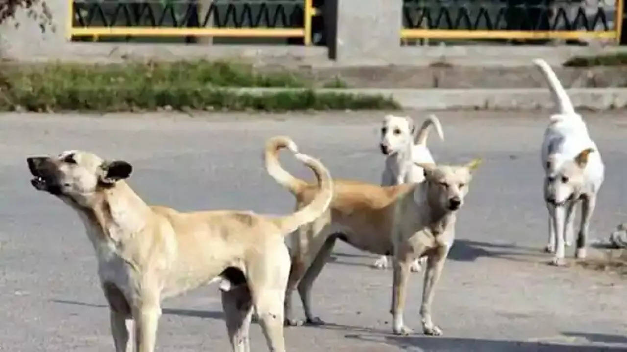 After G20, Delhi Civic Body To Let Stray Dogs Loose In Their Old Localities