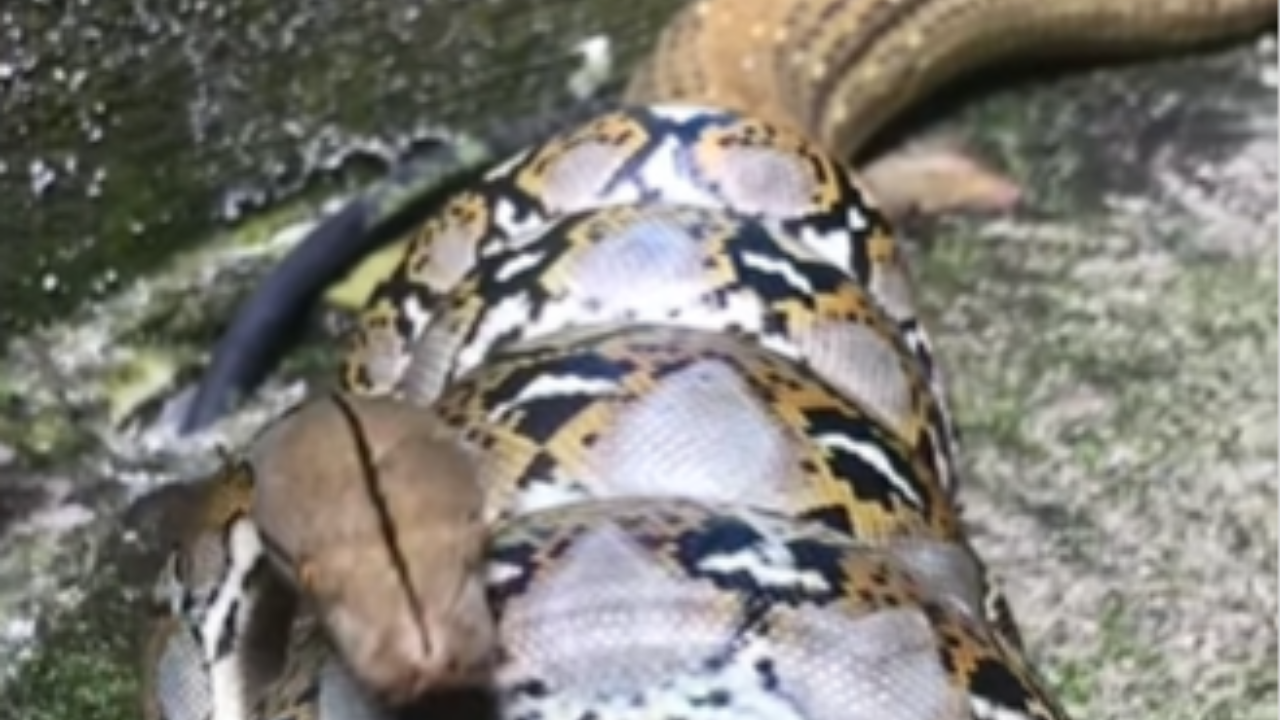 Viral Video Captures Deadly Battle As One Python Swallows Another ...