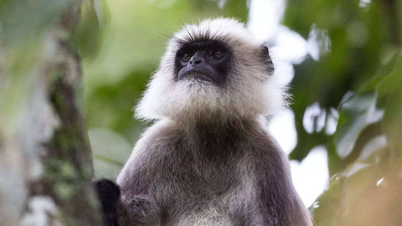 A multi- organisational research study revealed that the Langurs ‘read’ the mind of people