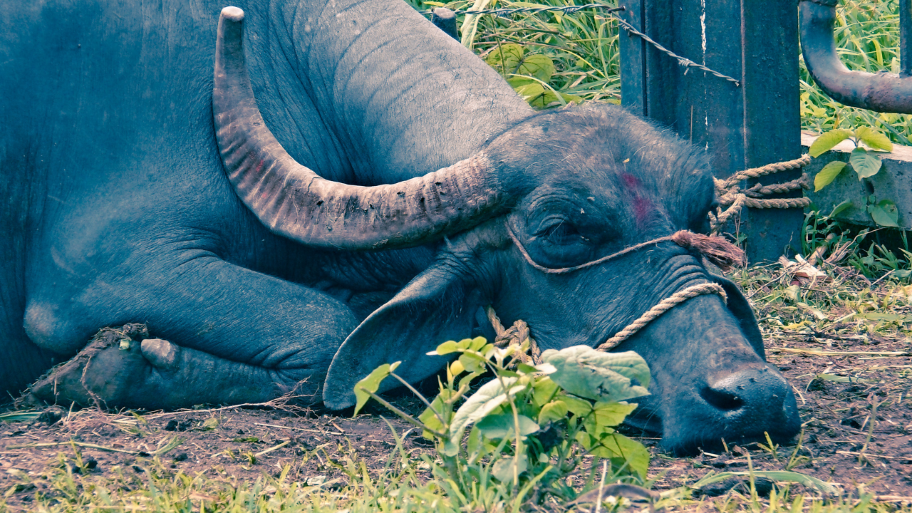 78- Year-Old Man Who Stole Buffaloes in 1965 Arrested